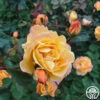 Strike It Rich™ 1 Strike It Rich™ -HEIRLOOM ROSES Sales strike it rich 6