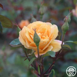 Strike It Rich™ -HEIRLOOM ROSES Sales strike it rich 87