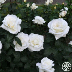 Sugar Moon 13 Sugar Moon -HEIRLOOM ROSES Sales sugar moon 11