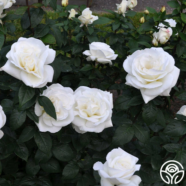 Sugar Moon 7 Sugar Moon - Image 5