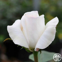 Sugar Moon 15 Sugar Moon -HEIRLOOM ROSES Sales sugar moon 1 7