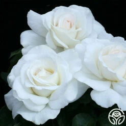 Sugar Moon 11 Sugar Moon -HEIRLOOM ROSES Sales sugar moon 3 8