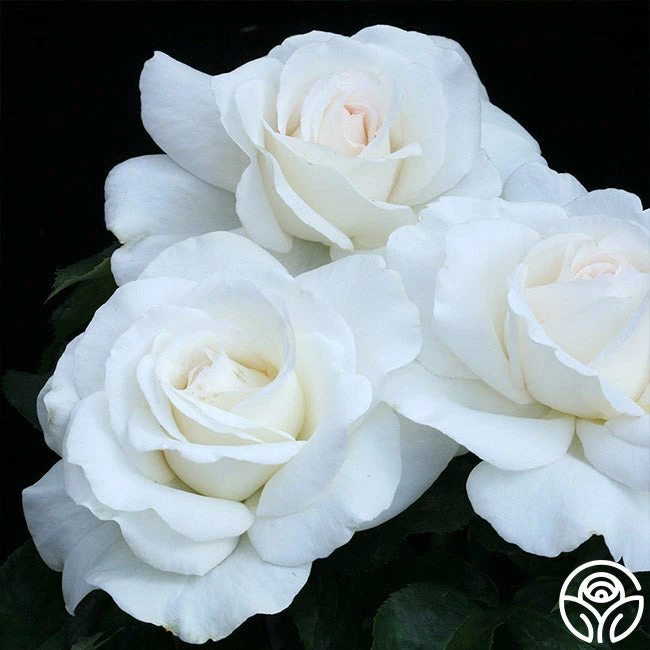 Sugar Moon 5 Sugar Moon - Image 3