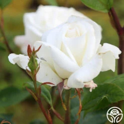 Sugar Moon 12 Sugar Moon -HEIRLOOM ROSES Sales sugar moon 5 1