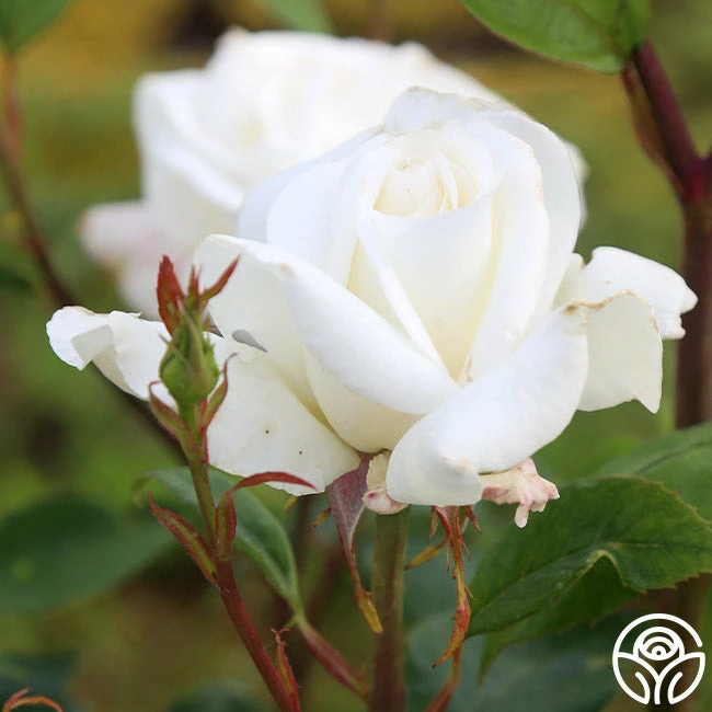 Sugar Moon 6 Sugar Moon - Image 4