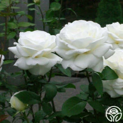 Sugar Moon 14 Sugar Moon -HEIRLOOM ROSES Sales sugar moon 8