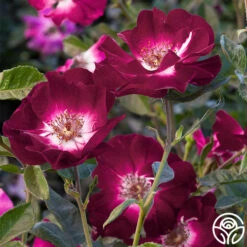 Sultry Sangria™ 16 Sultry Sangria™ -HEIRLOOM ROSES Sales sultry sangria 1 1