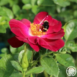 Sultry Sangria™ 20 Sultry Sangria™ -HEIRLOOM ROSES Sales sultry sangria 2 1