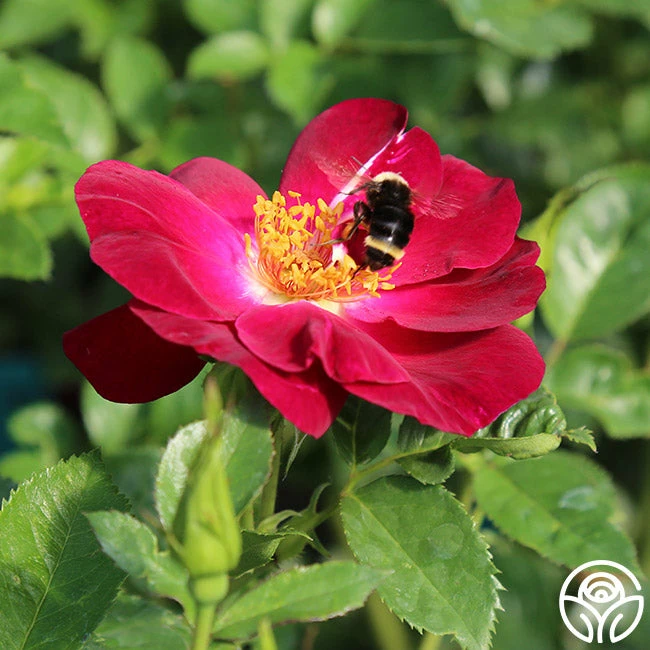 Sultry Sangria™ 11 Sultry Sangria™ - Image 9