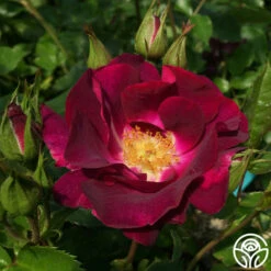 Sultry Sangria™ 18 Sultry Sangria™ -HEIRLOOM ROSES Sales sultry sangria 3