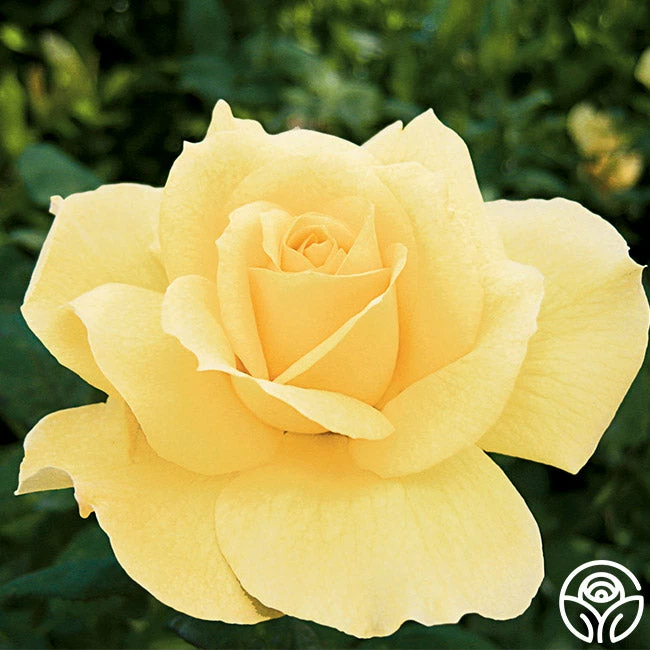 Summer Love™ 4 Summer Love™ - Image 2