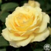 Summer Love™ -HEIRLOOM ROSES Sales summer love 3 7