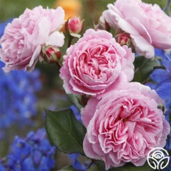 Parfuma® Summer Romance -HEIRLOOM ROSES Sales summer romance 1 2