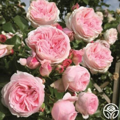 Parfuma® Summer Romance -HEIRLOOM ROSES Sales summer romance 3 2