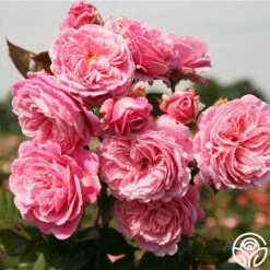Parfuma® Summer Romance -HEIRLOOM ROSES Sales summer romance 4 1