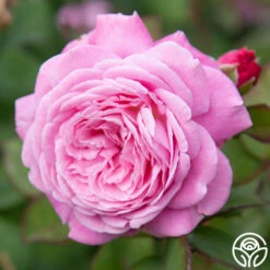 Parfuma® Summer Romance -HEIRLOOM ROSES Sales summer romance 7
