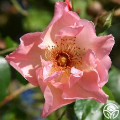 Front Page -HEIRLOOM ROSES Sales summerwine logo 01