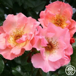 Summer Wine -HEIRLOOM ROSES Sales summerwine logo 02