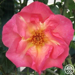 Summer Wine -HEIRLOOM ROSES Sales summerwine logo 04