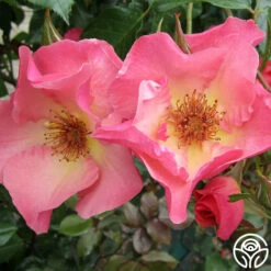 Summer Wine -HEIRLOOM ROSES Sales summerwine logo 05