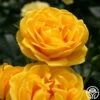 Veranda® Sunbeam -HEIRLOOM ROSES Sales sunbeam veranda