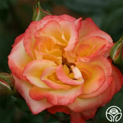 Sunita™ 11 Sunita™ -HEIRLOOM ROSES Sales sunita 2 8