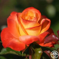 Sunita™ 9 Sunita™ -HEIRLOOM ROSES Sales sunita 3 8