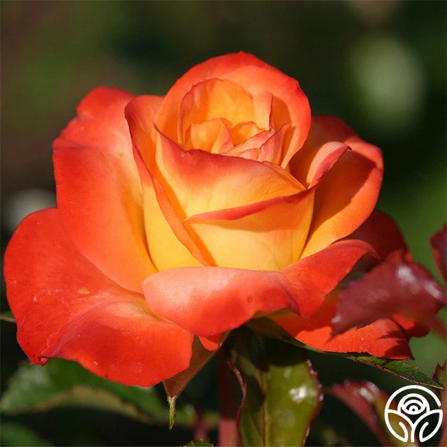 Sunita™ 5 Sunita™ - Image 3