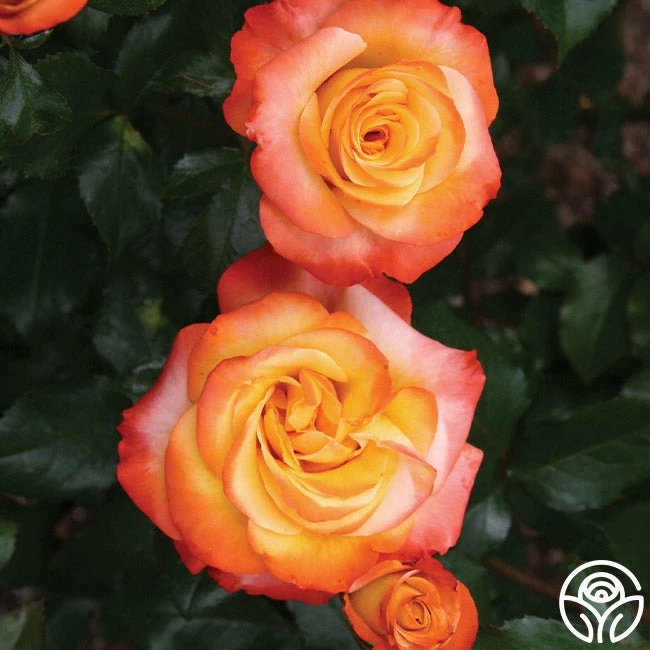 Sunita™ 4 Sunita™ - Image 2