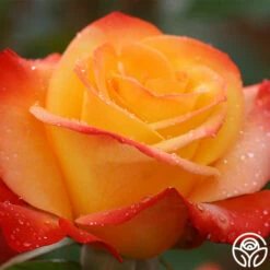 Sunita™ 10 Sunita™ -HEIRLOOM ROSES Sales sunita 5 8