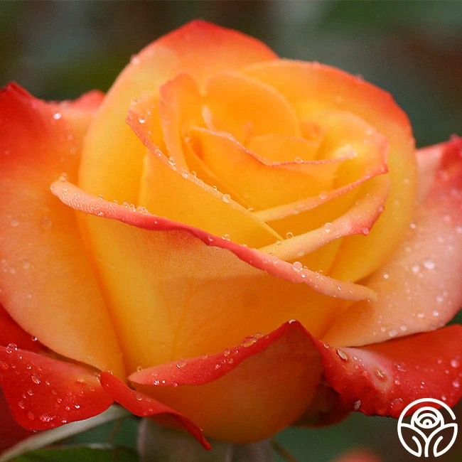 Sunita™ 6 Sunita™ - Image 4