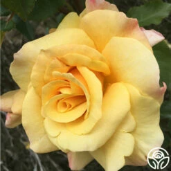 Eleganza® Sunny Sky 24 Eleganza® Sunny Sky -HEIRLOOM ROSES Sales sunny sky 11