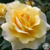 Eleganza® Sunny Sky 1 Eleganza® Sunny Sky -HEIRLOOM ROSES Sales sunny sky 1 2