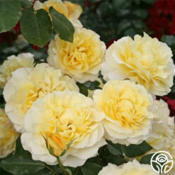 Eleganza® Sunny Sky 18 Eleganza® Sunny Sky -HEIRLOOM ROSES Sales sunny sky 3 8