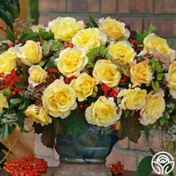 Eleganza® Sunny Sky 16 Eleganza® Sunny Sky -HEIRLOOM ROSES Sales sunny sky 5 7