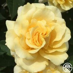 Eleganza® Sunny Sky 21 Eleganza® Sunny Sky -HEIRLOOM ROSES Sales sunny sky 7