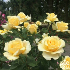 Eleganza® Sunny Sky 25 Eleganza® Sunny Sky -HEIRLOOM ROSES Sales sunny sky 8