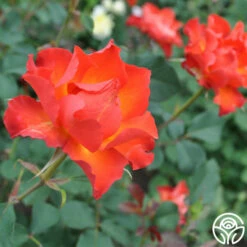 Sunrise At Heirloom™ -HEIRLOOM ROSES Sales sunrise at heirloom 1 1