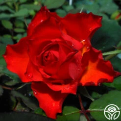 Sunrise At Heirloom™ -HEIRLOOM ROSES Sales sunrise at heirloom 2 1