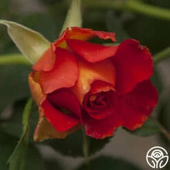 Sunrise At Heirloom™ -HEIRLOOM ROSES Sales sunrise at heirloom 3 2