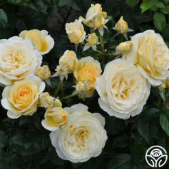Sunshine Daydream™ -HEIRLOOM ROSES Sales sunshine daydream 2 1 1