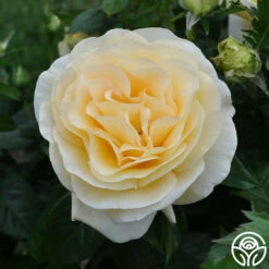 Sunshine Daydream™ -HEIRLOOM ROSES Sales sunshine daydream 5 1