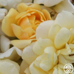 Sunshine Sally -HEIRLOOM ROSES Sales sunshine sally 2 8