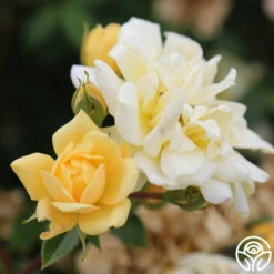 Sunshine Sally -HEIRLOOM ROSES Sales sunshine sally 4