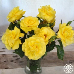 Sunsprite -HEIRLOOM ROSES Sales sunsprite 18