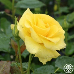 Sunsprite -HEIRLOOM ROSES Sales sunsprite 2 1