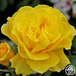 Sunsprite -HEIRLOOM ROSES Sales sunsprite 4 1