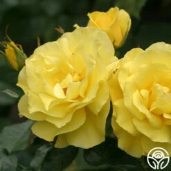 Sunsprite -HEIRLOOM ROSES Sales sunsprite 8