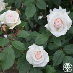 Swan Lake -HEIRLOOM ROSES Sales swan lake 11