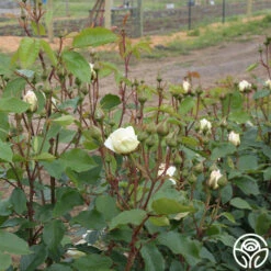 Swan Lake -HEIRLOOM ROSES Sales swan lake 12